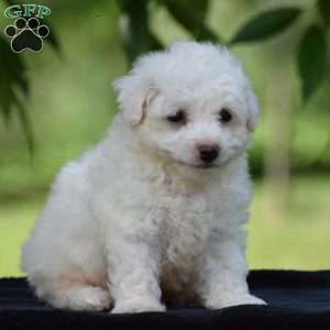 Jared, Bichon Frise Puppy